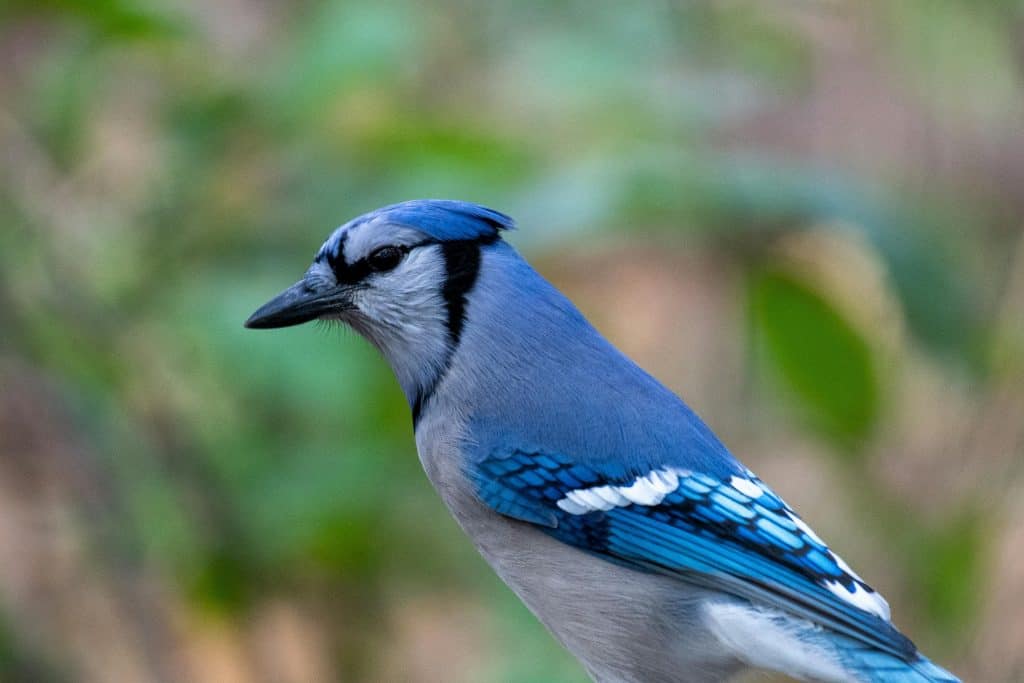 Close-up of a blue jay, symbolizing the spirit and skill of the Best Creighton Basketball Players who excelled as Bluejays on the court.