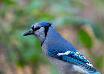 Close-up of a blue jay, symbolizing the spirit and skill of the Best Creighton Basketball Players who excelled as Bluejays on the court.